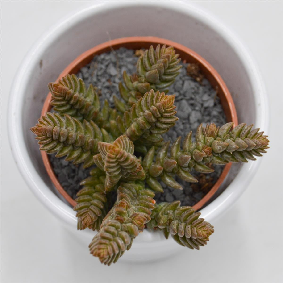 Crassula muscosa - 5.5cm