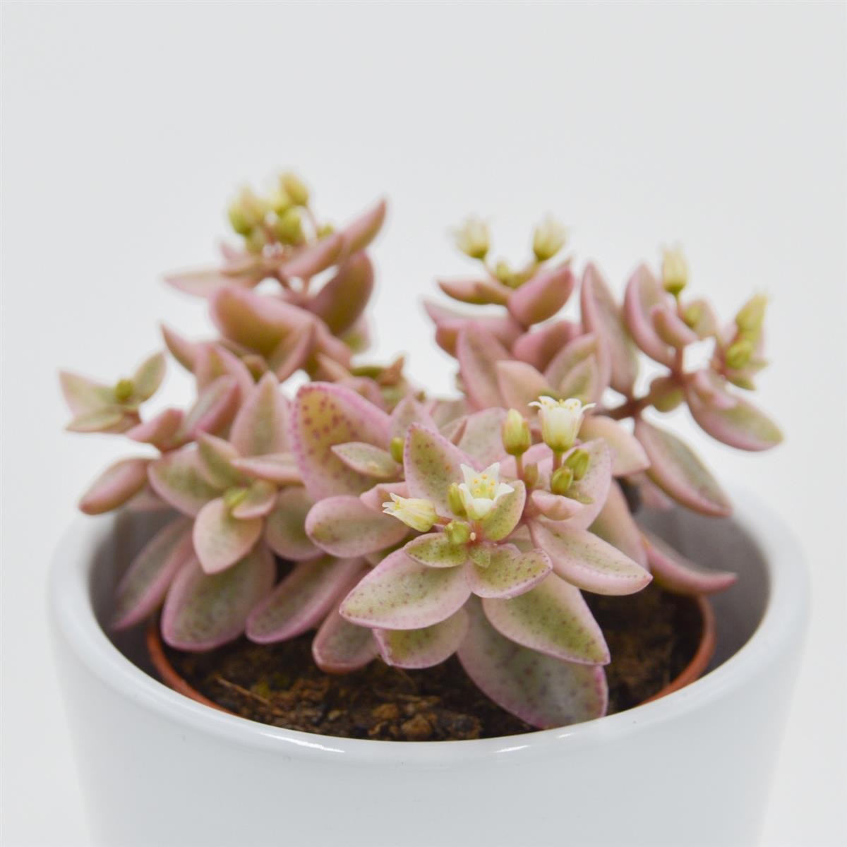 Crassula albomarginalis Mini Kitty - 5.5cm