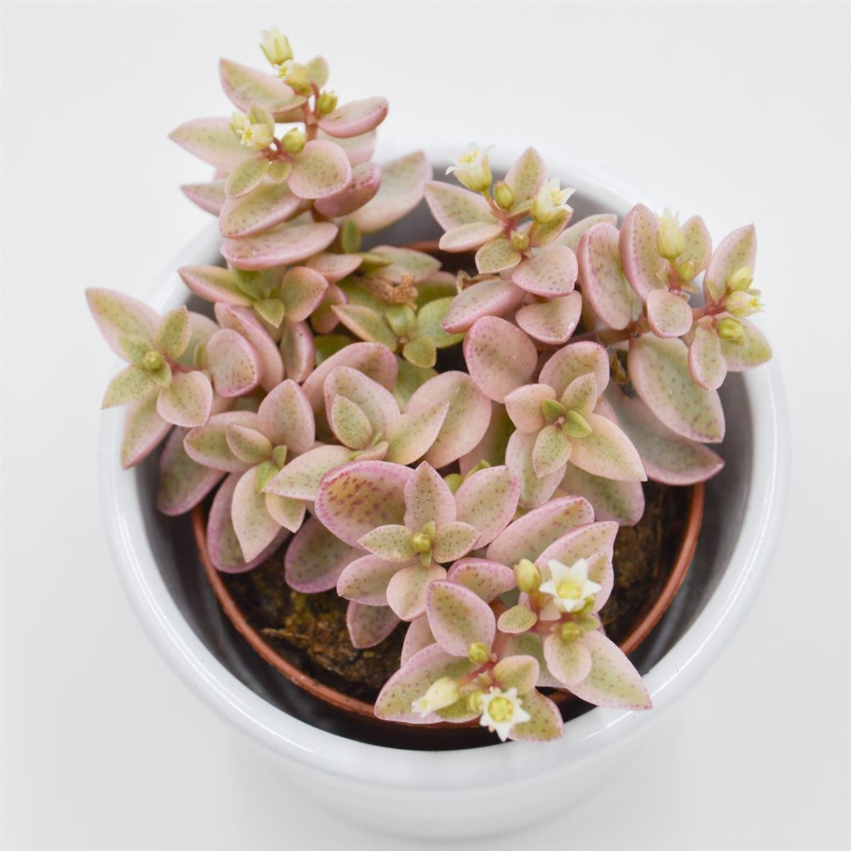 Crassula albomarginalis Mini Kitty - 5.5cm