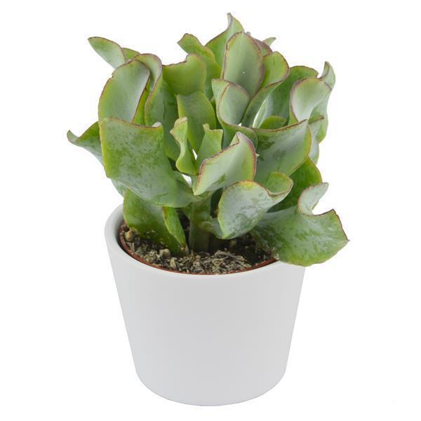 Crassula arborescens ssp. undulatifolia - 6cm