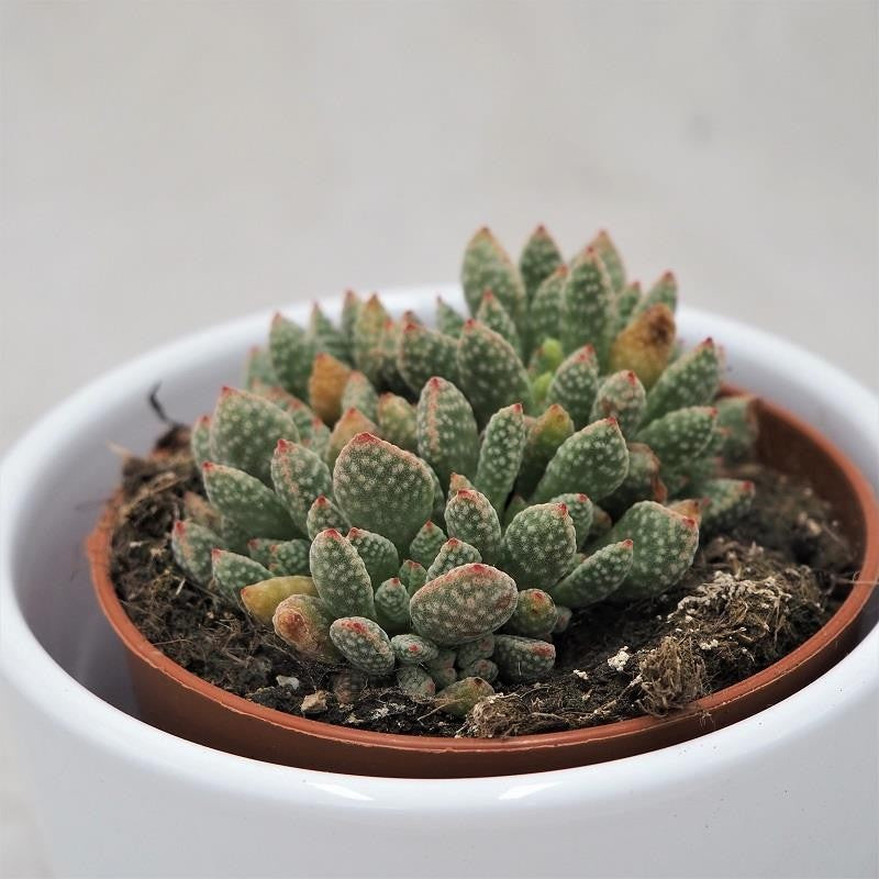 Crassula ausensis subsp. titanopsis - 8.5cm
