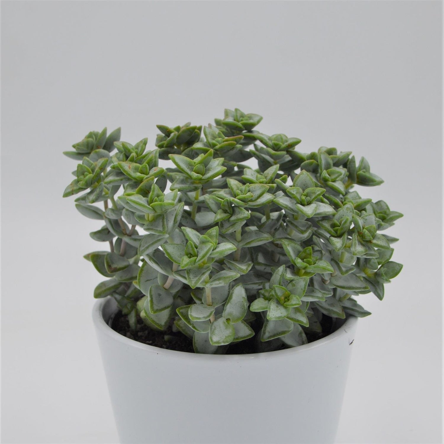 Crassula perforata Azul - 12cm