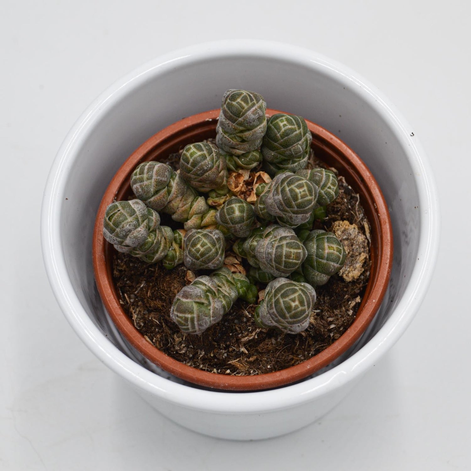 Crassula barklyi - 8.5cm