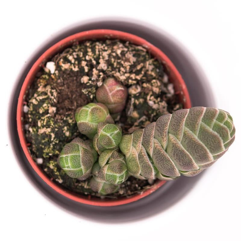 Crassula barklyi - 5.5cm