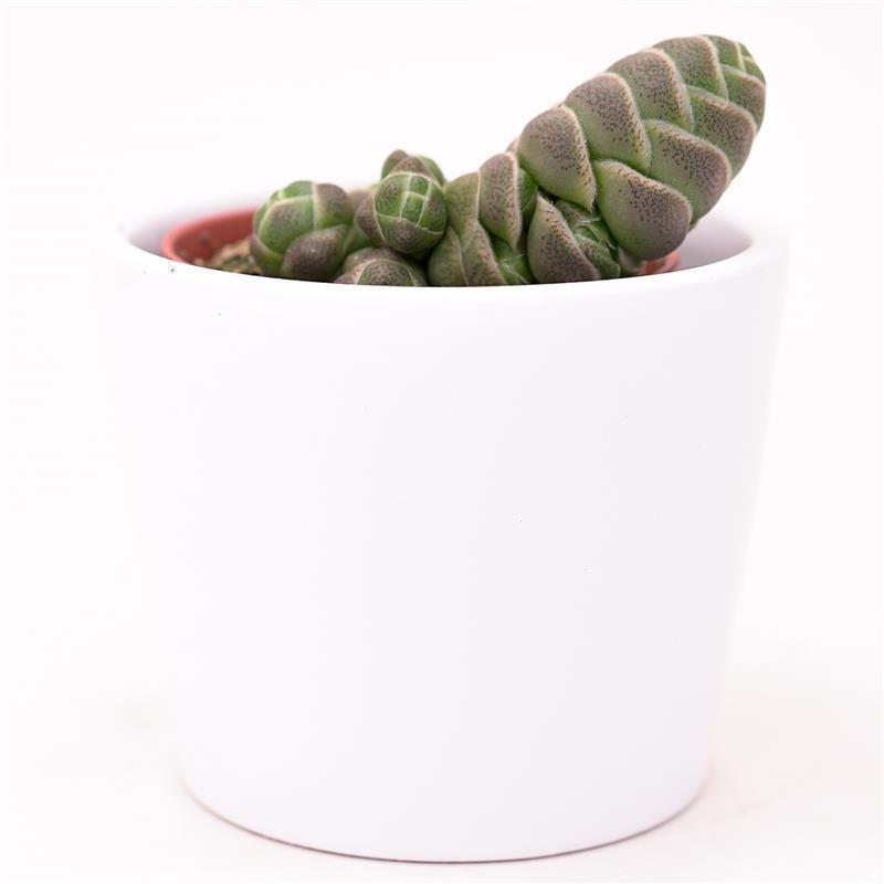 Crassula barklyi - 5.5cm