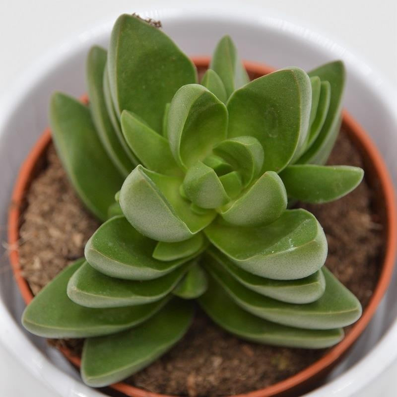 Crassula Benjamin - 8.5cm