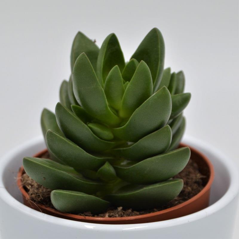 Crassula Benjamin - 8.5cm