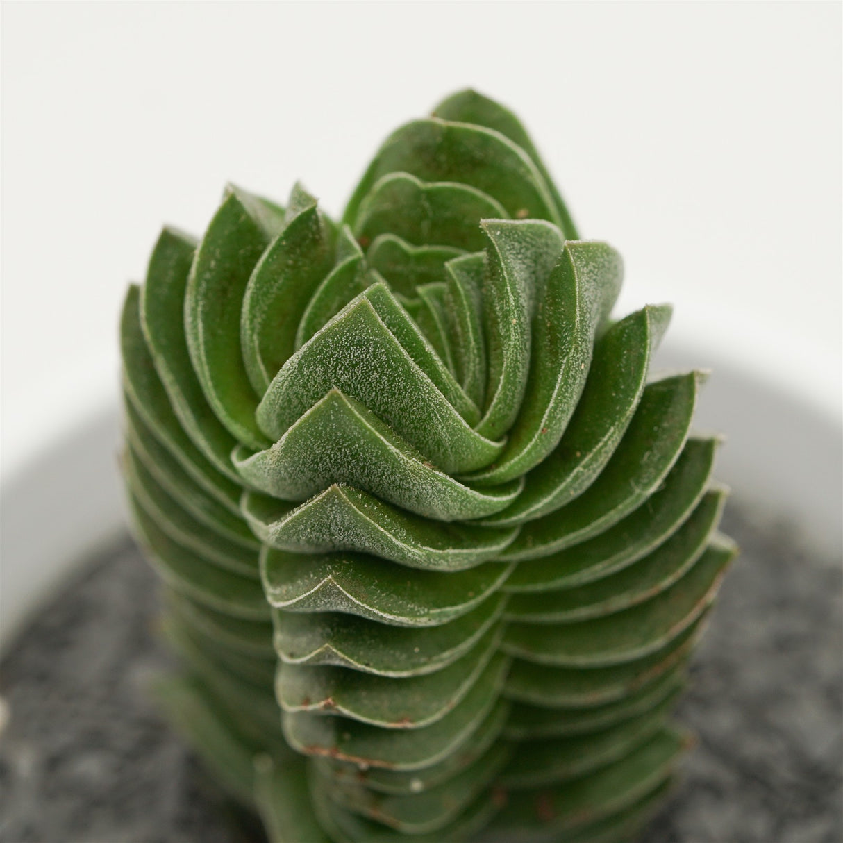 Crassula Buddha's Temple - 6cm