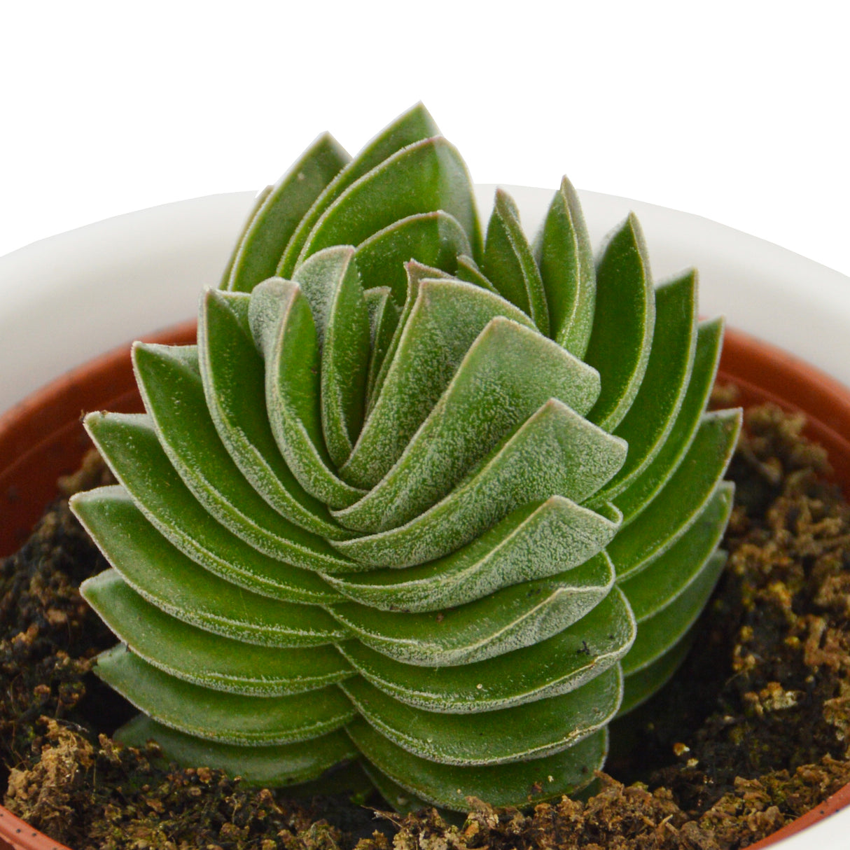 Crassula Buddha's Temple - 6cm