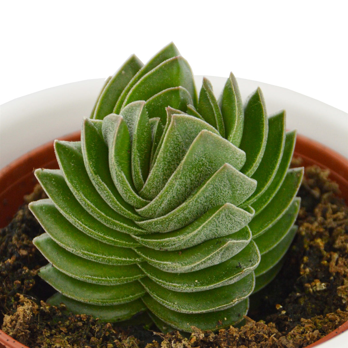 Crassula Buddha's Temple - 6cm