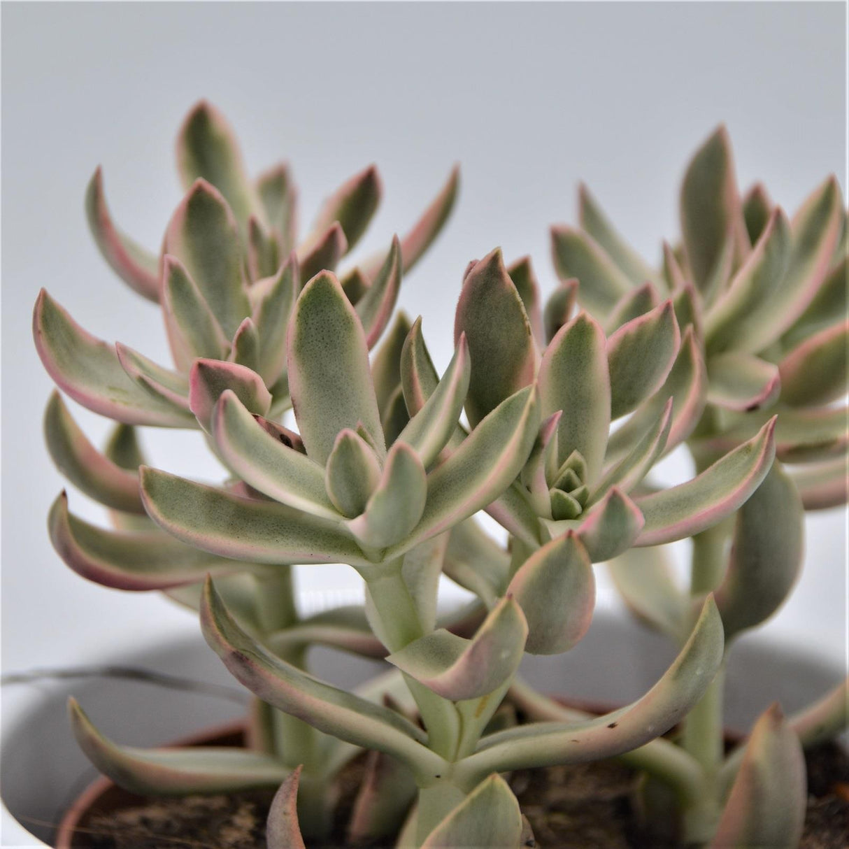 Crassula Candy Cane - 8,5cm
