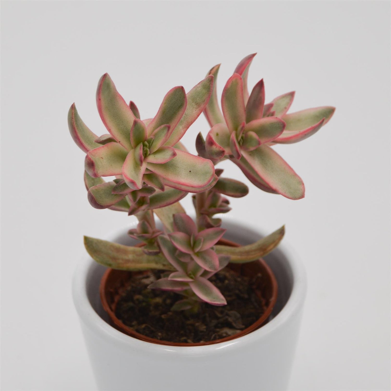 Crassula Candy Cane - 5.5cm
