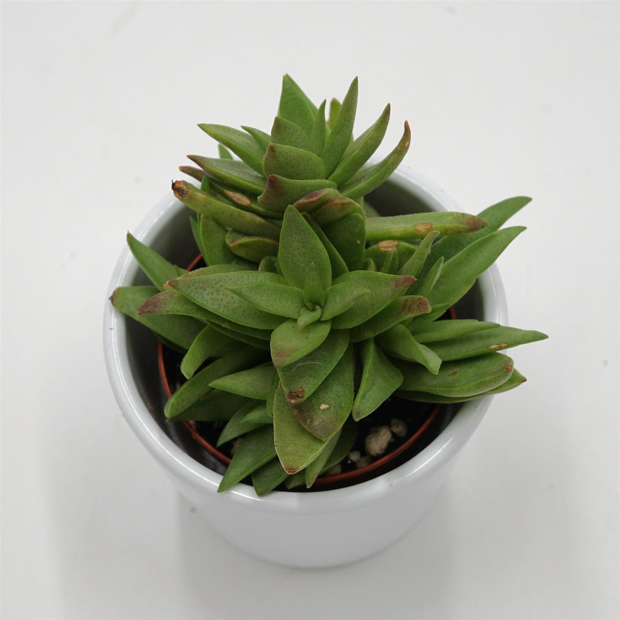 Crassula capitella - 5,5cm