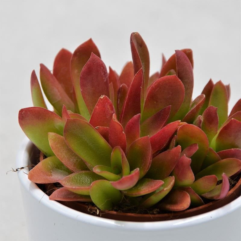 Crassula capitella Campfire - 8.5cm