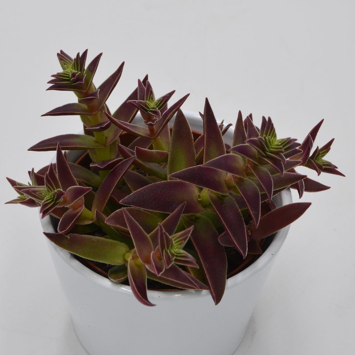 Crassula capitella Rubra - 10.5cm