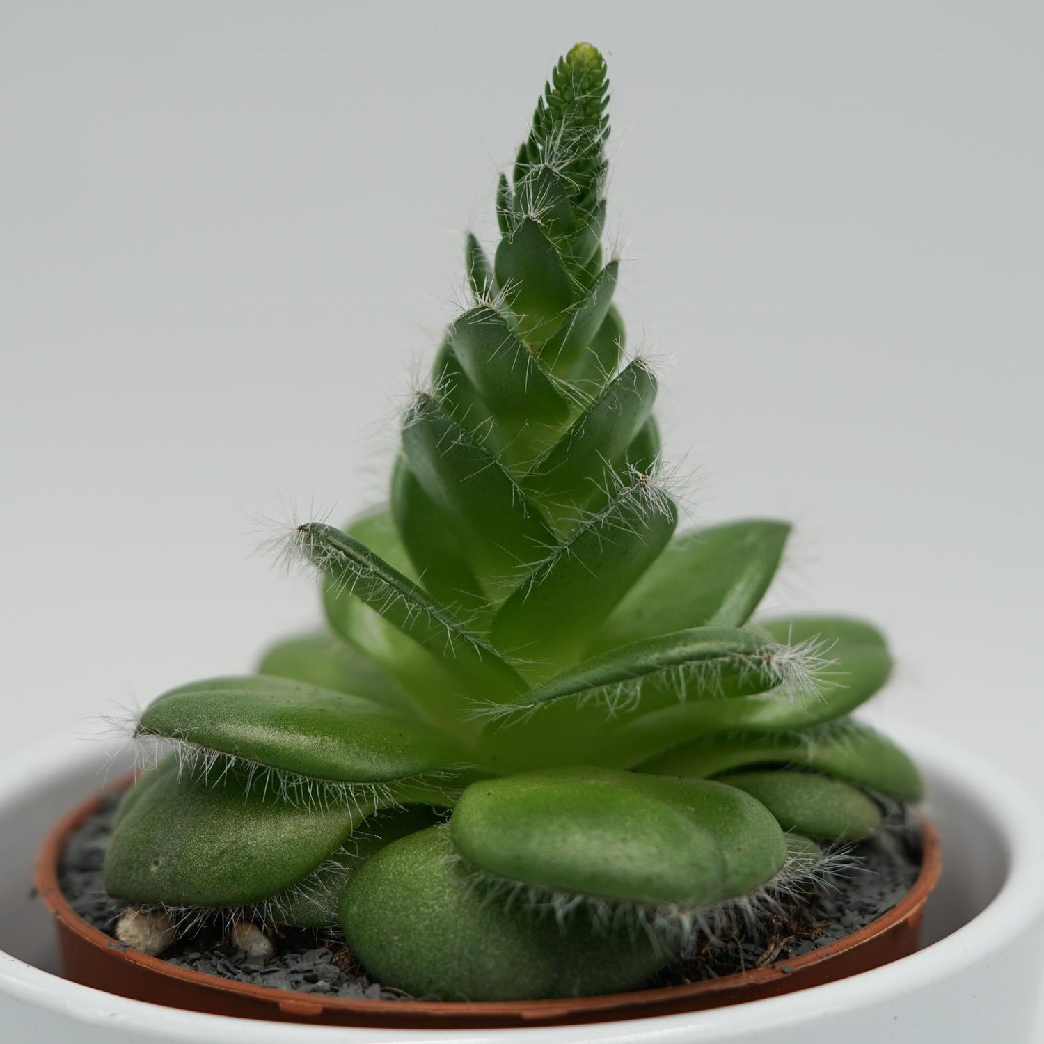 Crassula capitella v. setosa - 8.5cm