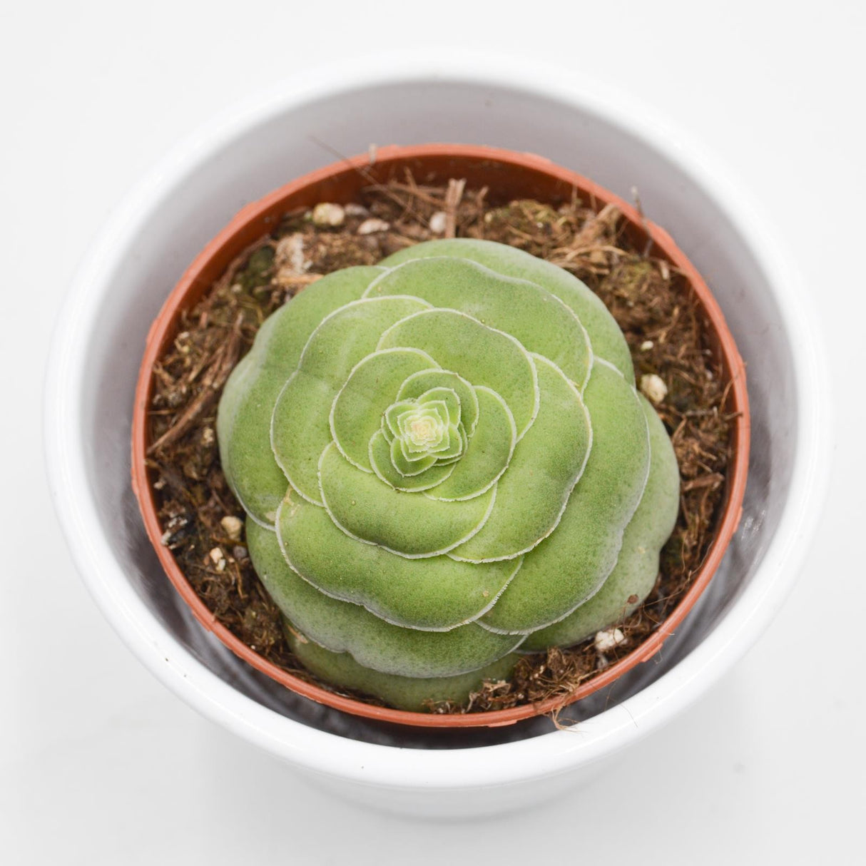 Crassula capitella v. turrita - 8.5cm