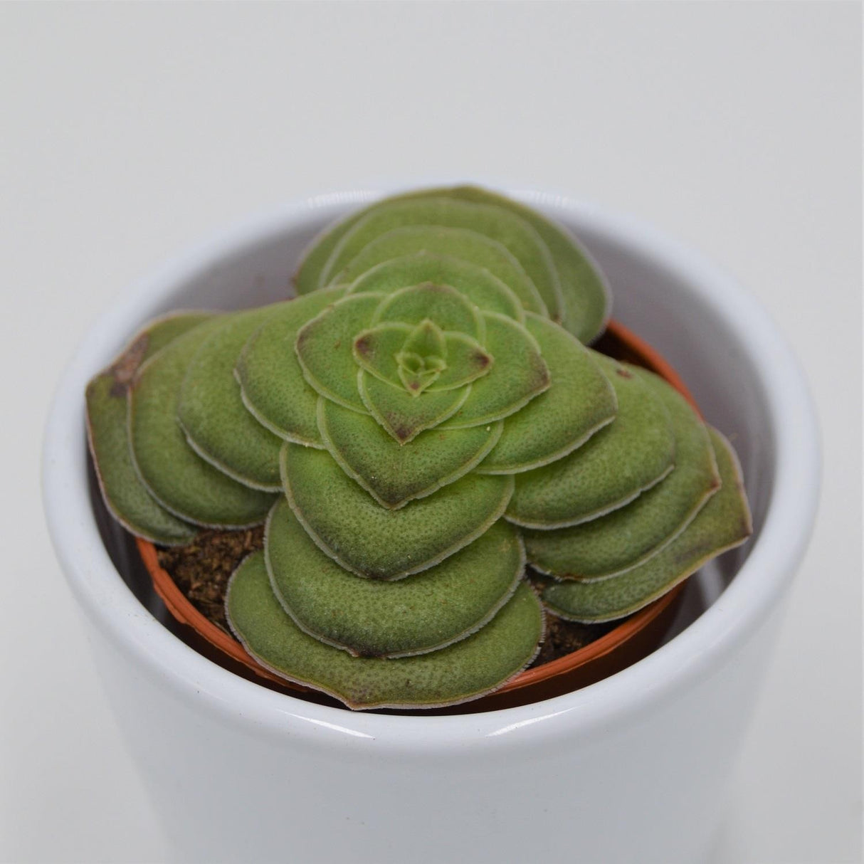 Crassula capitella v. turrita - 5.5cm