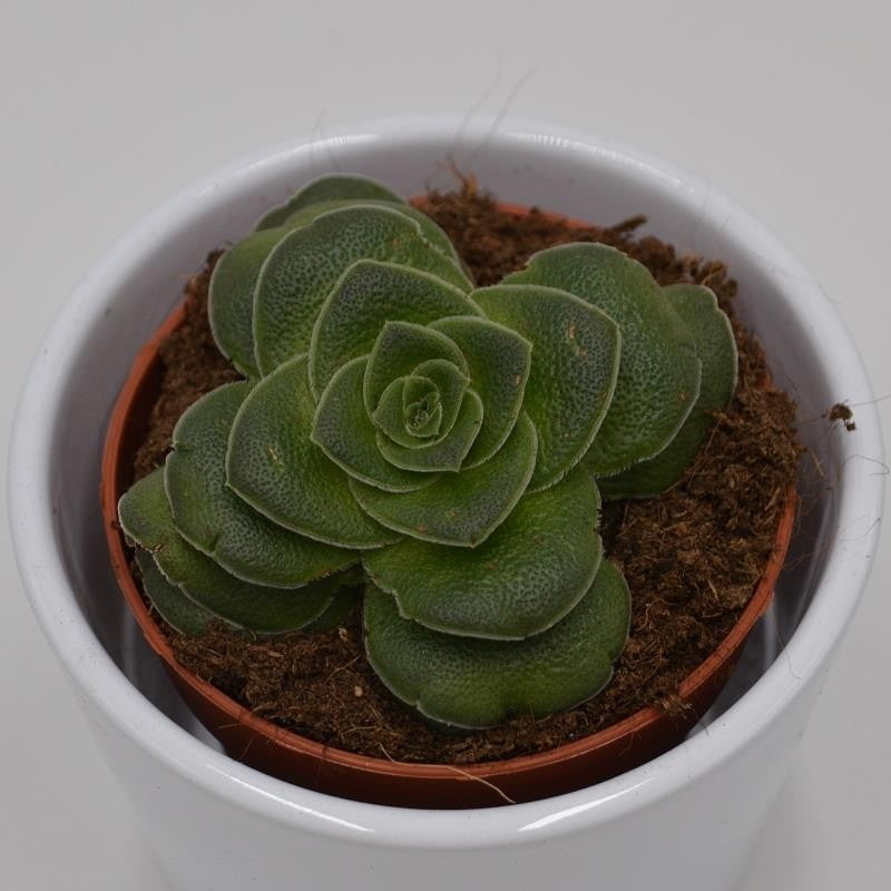 Crassula capitella v. turrita - 8.5cm