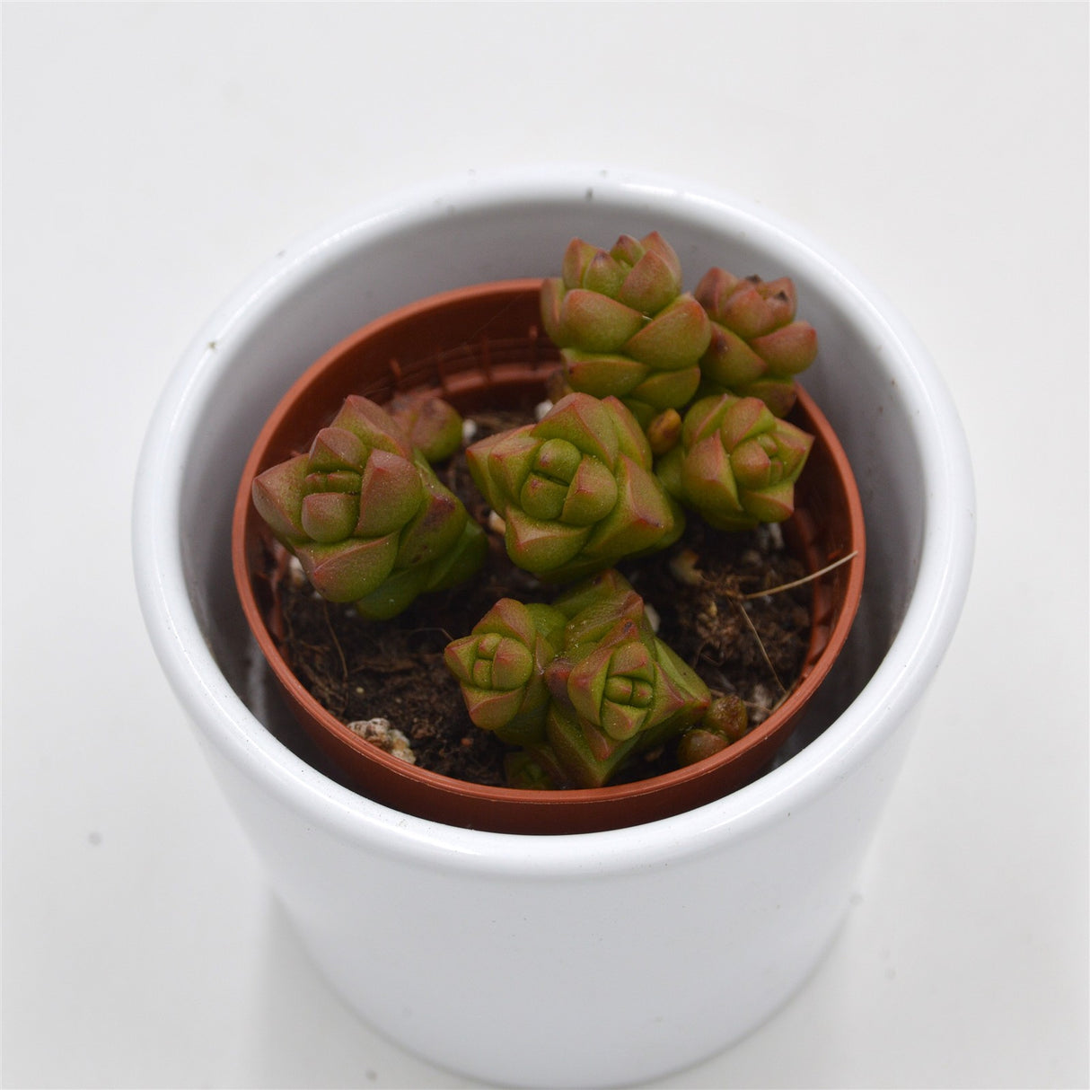 Crassula columella - 5,5cm