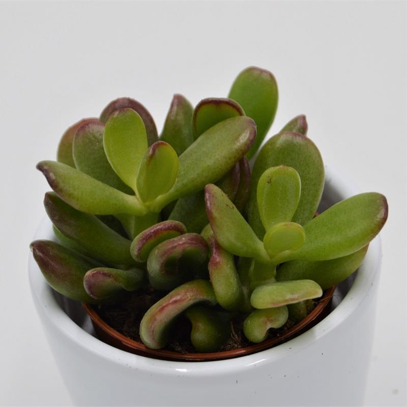 Crassula ovata Convoluta - 5.5cm