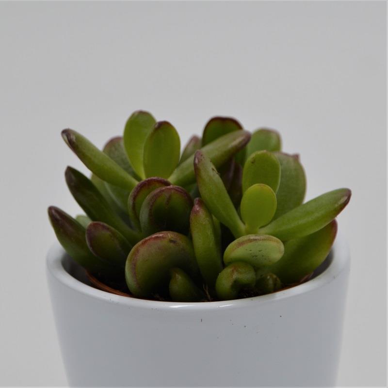 Crassula ovata Convoluta - 5.5cm
