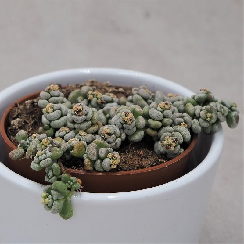 Crassula corallina - 8.5cm