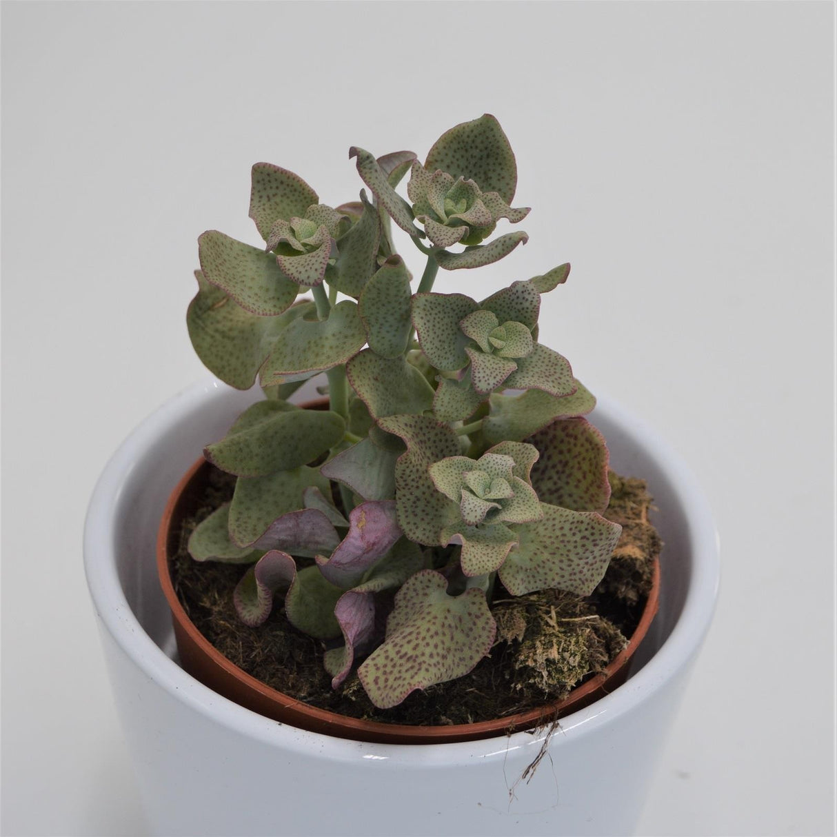 Crassula cordata - 8.5cm