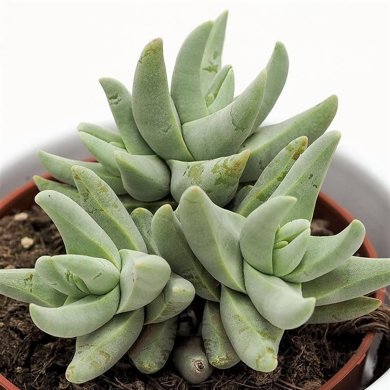 Crassula cornuta - 8.5cm