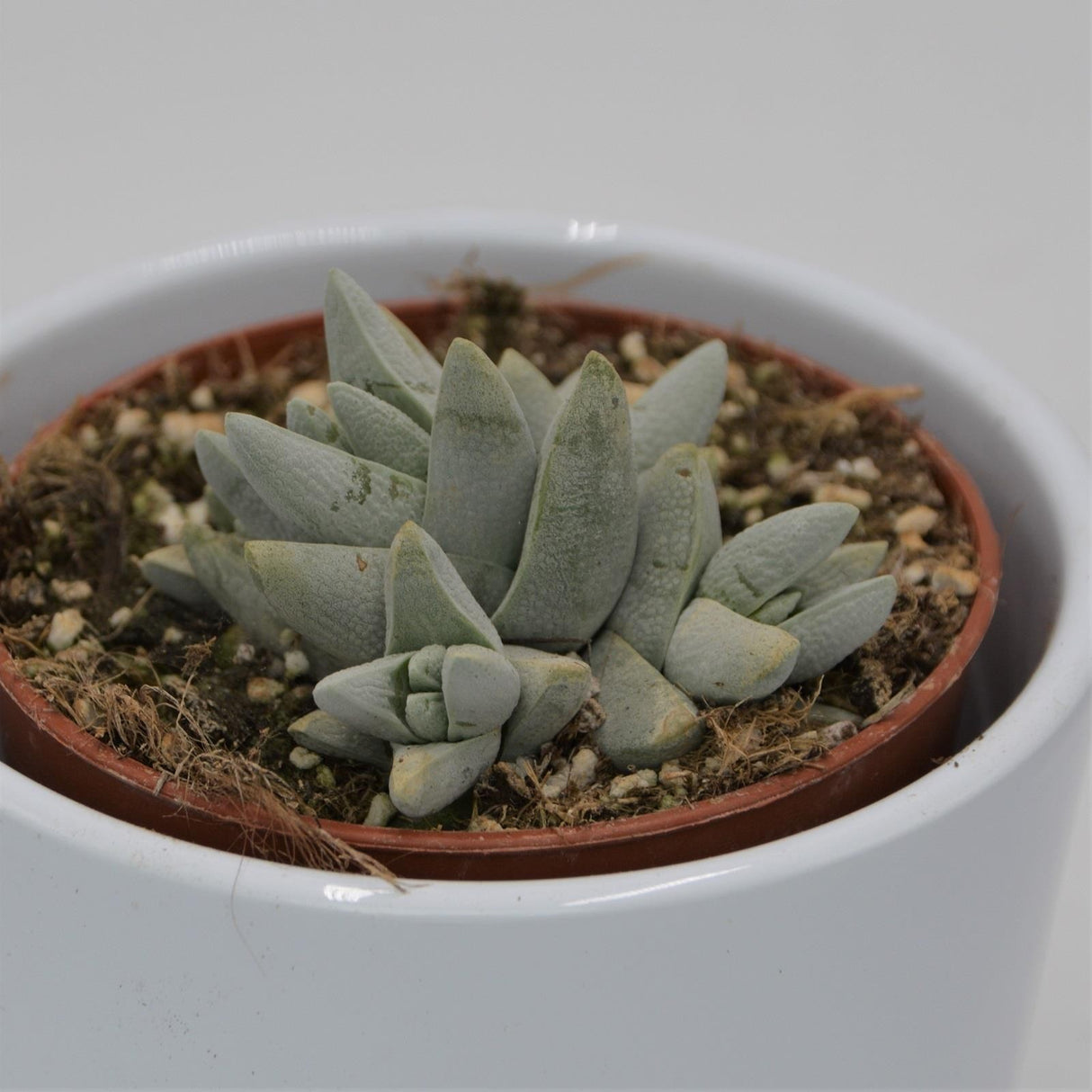 Crassula cornuta - 8.5cm