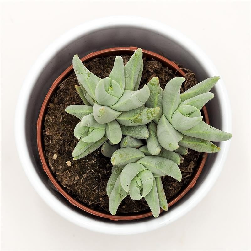 Crassula cornuta - 8.5cm