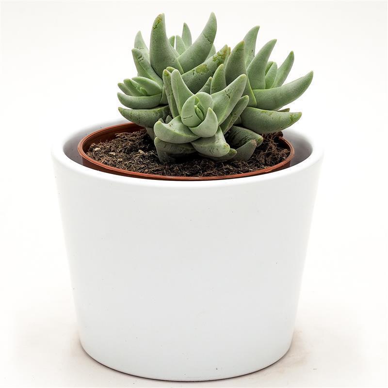 Crassula cornuta - 8.5cm