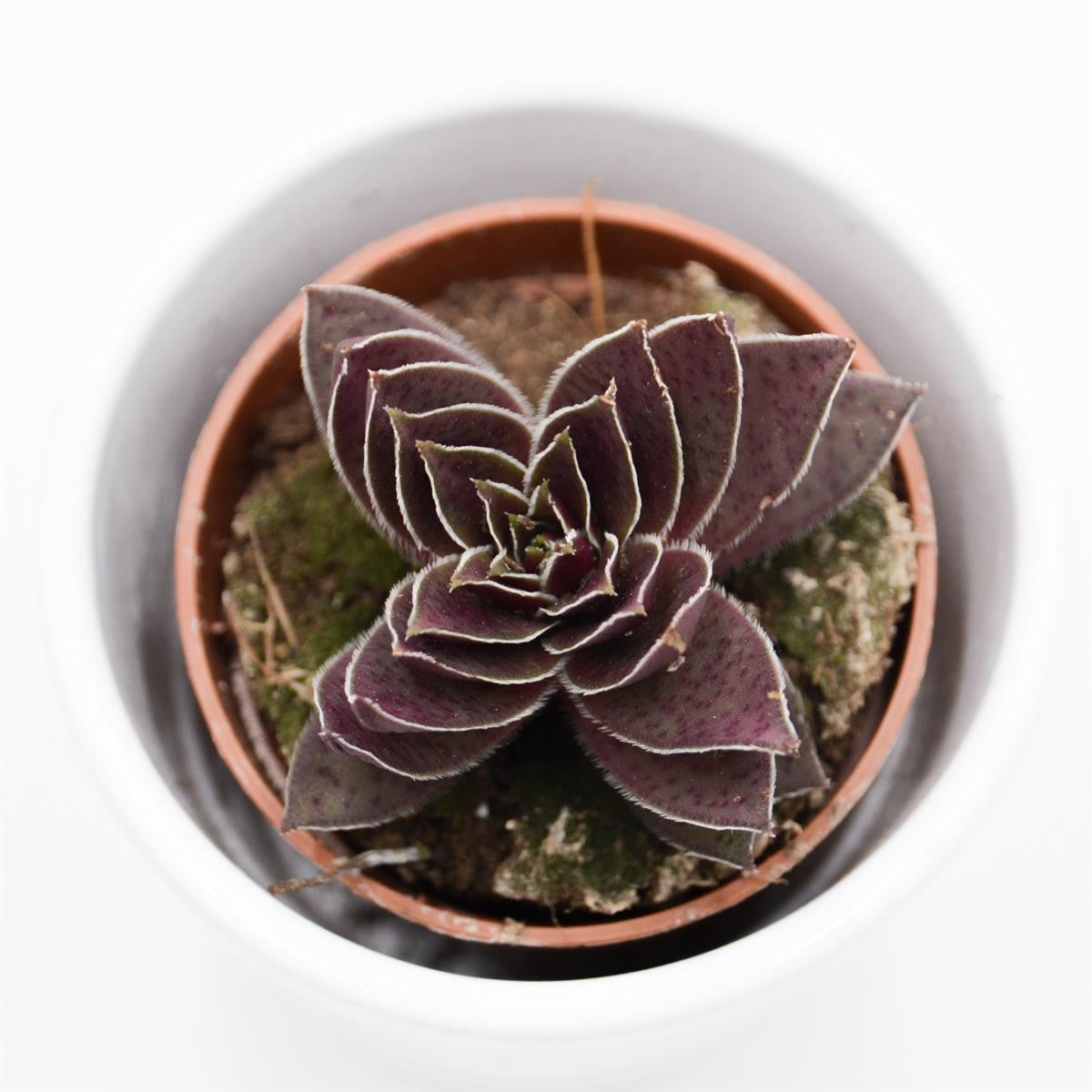 Crassula corymbulosa - 5.5cm