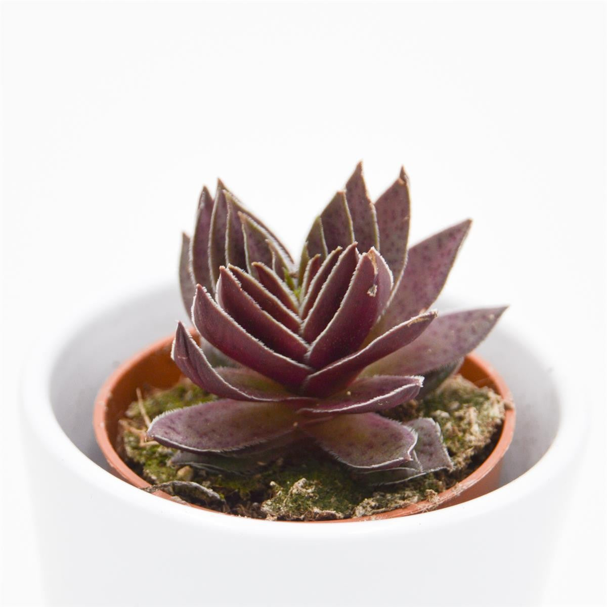 Crassula corymbulosa - 5,5cm