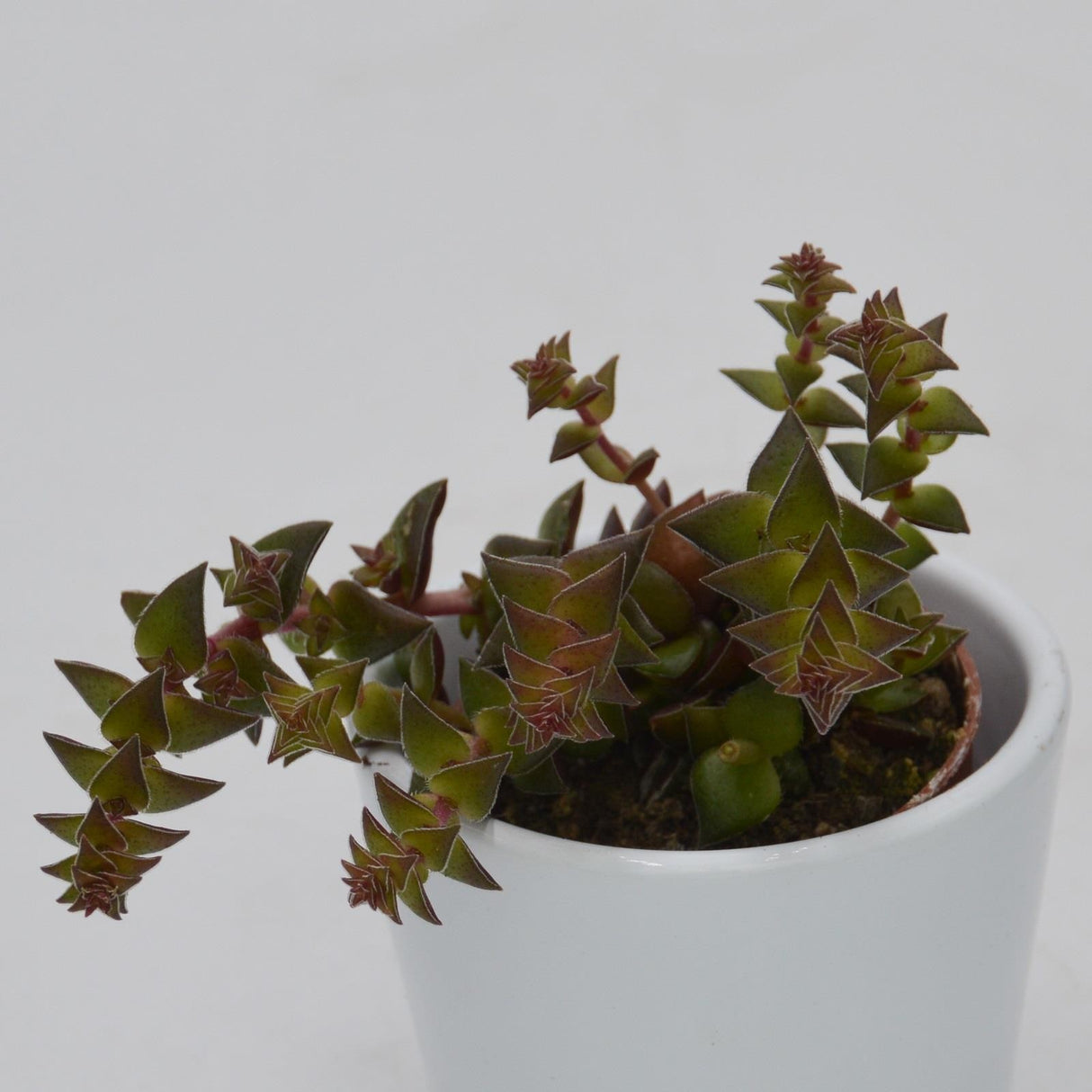 Crassula corymbulosa - 5.5cm