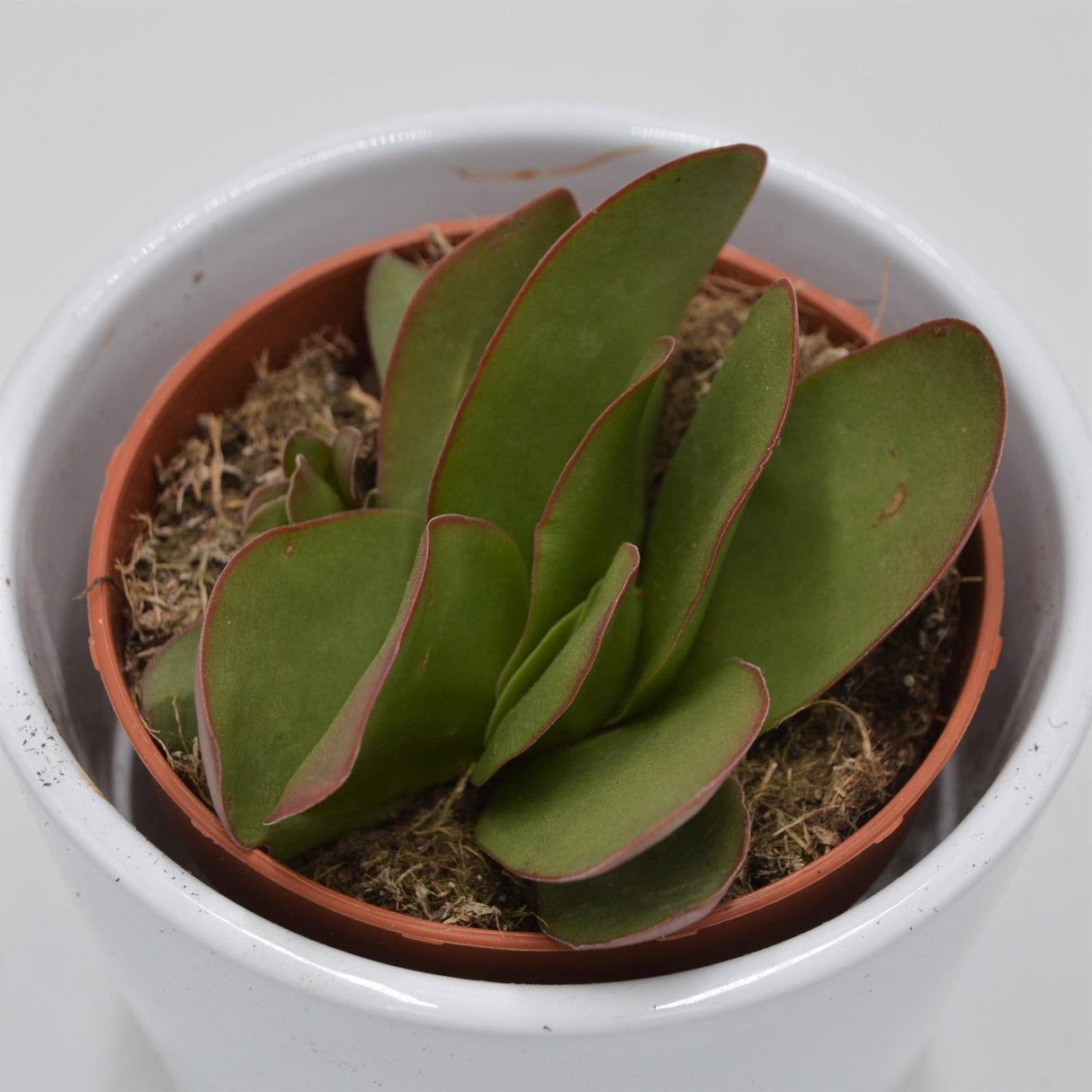 Crassula cotyledonis Verde - 8.5cm