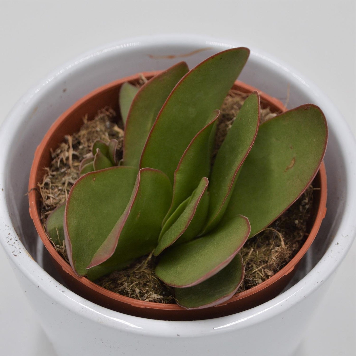 Crassula cotyledonis Verde - 8.5cm