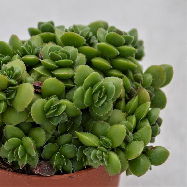 Crassula David - 8.5cm