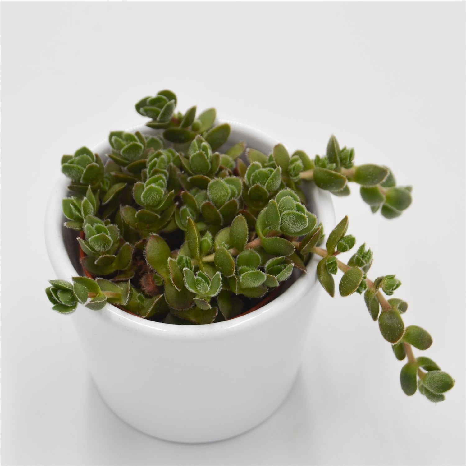 Crassula David - 5.5cm