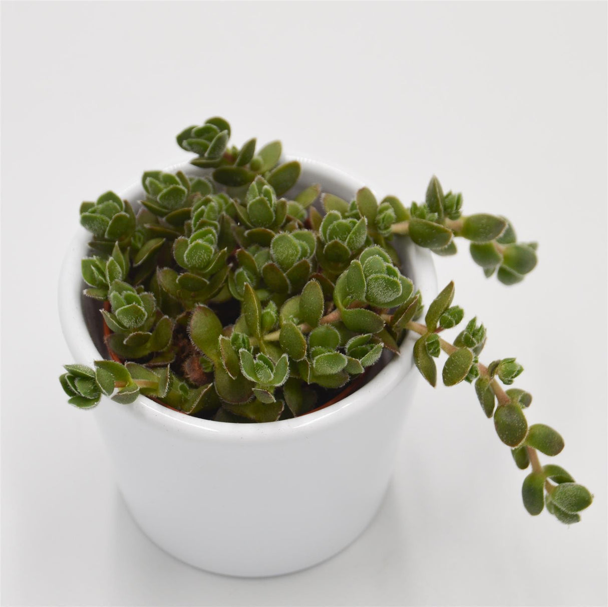 Crassula David - 5,5cm