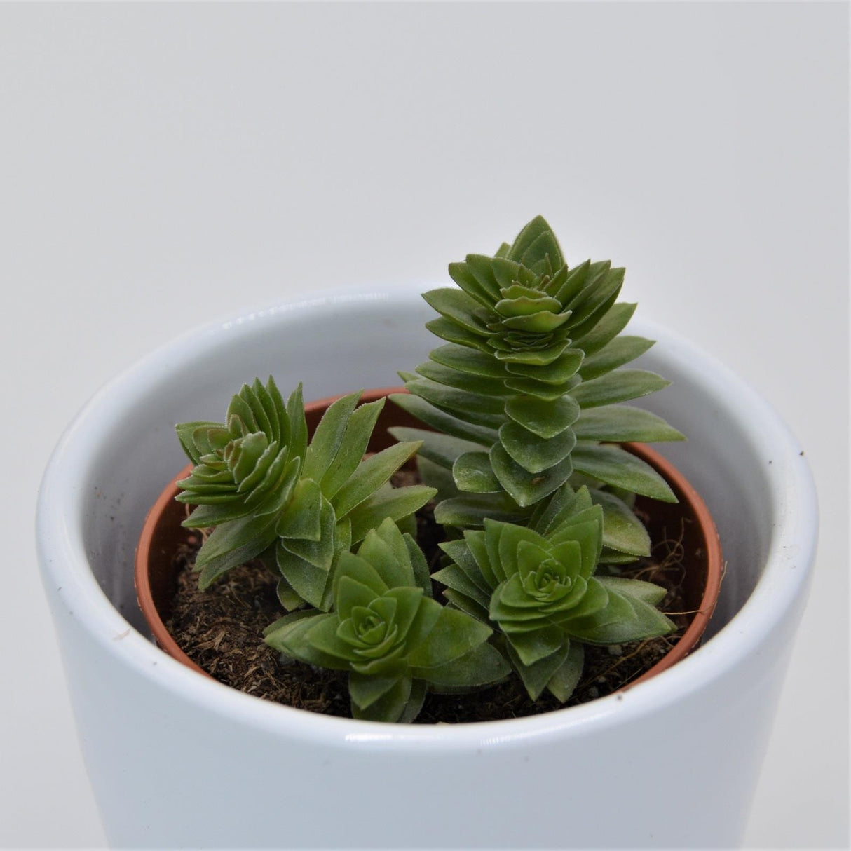 Crassula estagnol - 5.5cm