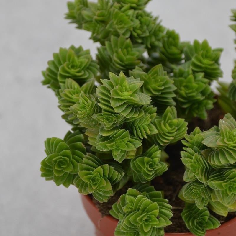 Crassula estagnol - 8.5cm