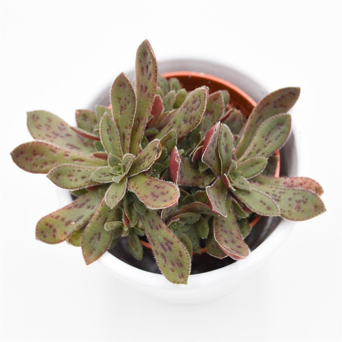 Crassula exilis subsp. picturata - 5.5cm