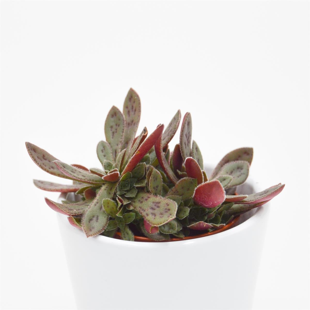 Crassula exilis subsp. picturata - 5.5cm