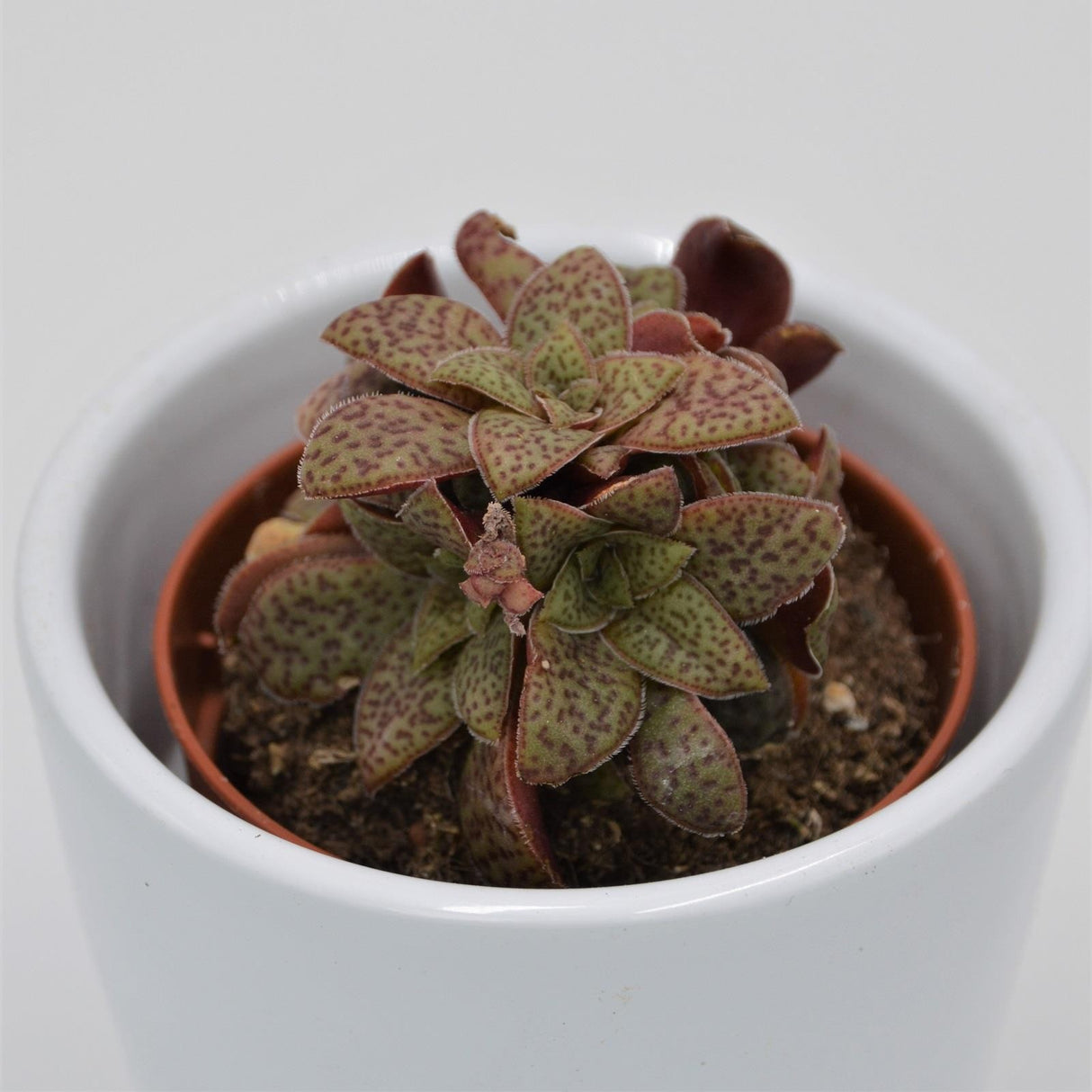 Crassula exilis subsp. picturata - 5.5cm