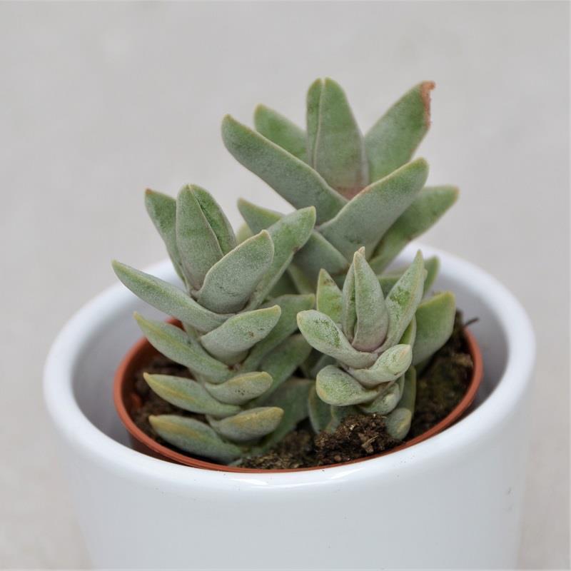 Crassula falcata minor - 5.5cm
