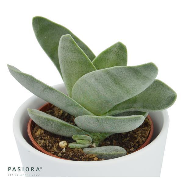 Bunter Sukkulenten Mix