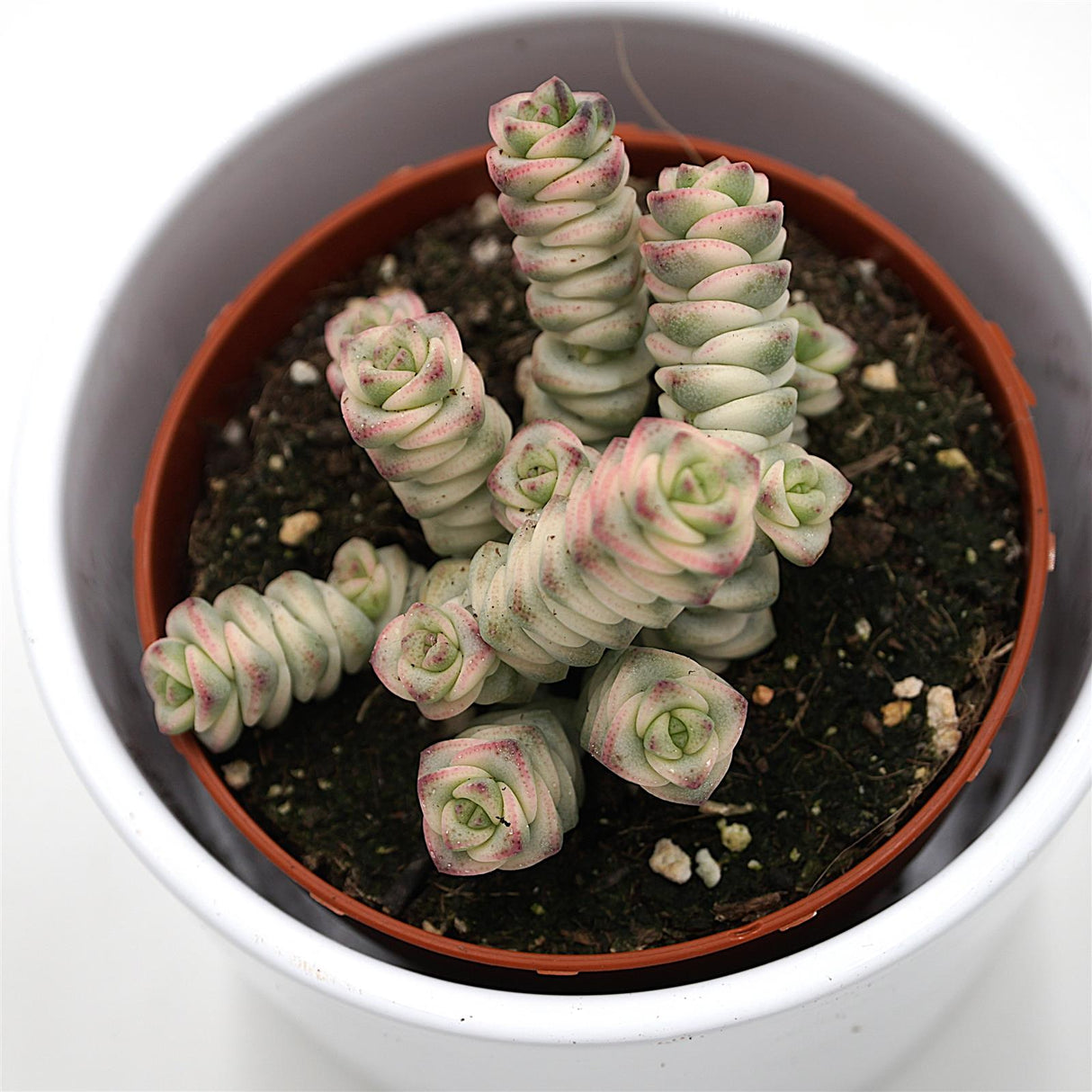 Crassula Fantasy - 8,5cm