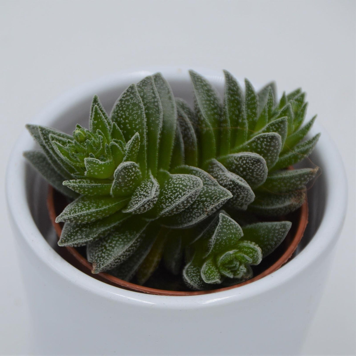 Crassula Frosty - 5.5cm