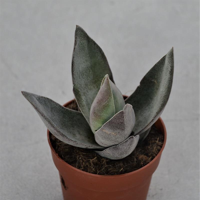 Crassula Garnet Lotus - 8.5cm